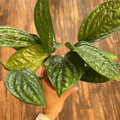Monstera Peru 4" Live Plant Indoor Houseplant for Home and Office Space Easy Care Beginner Friendly Bright Light Required