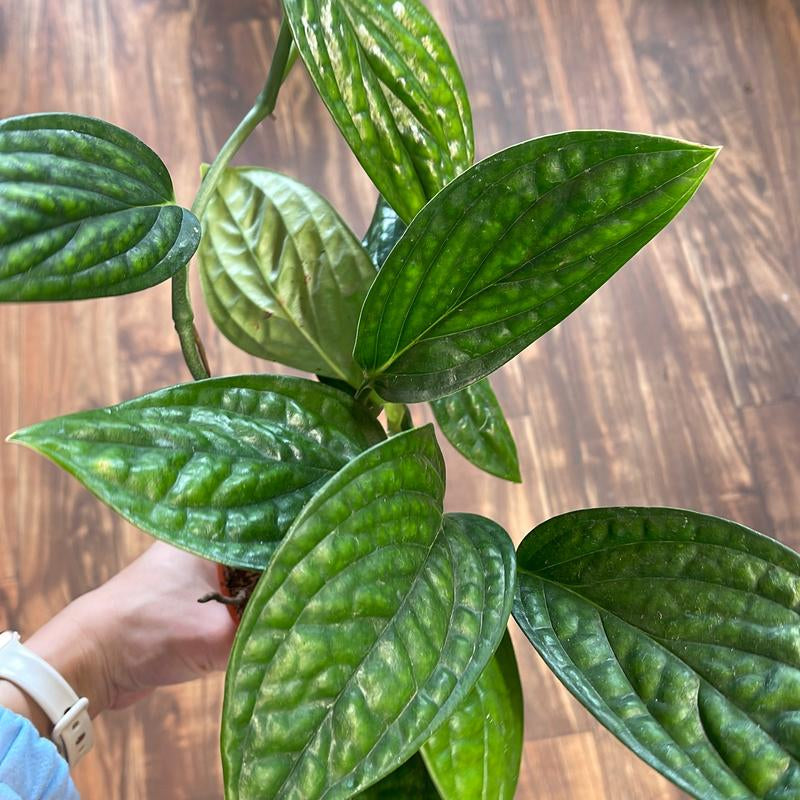 Monstera Peru 4" Live Plant Indoor Houseplant for Home and Office Space Easy Care Beginner Friendly Bright Light Required