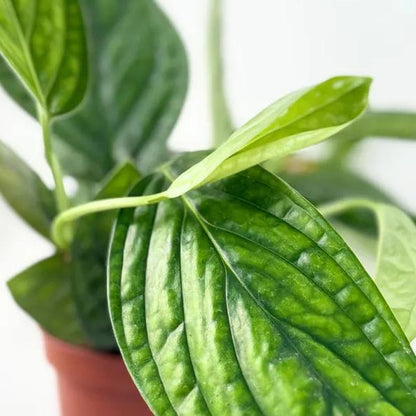 Monstera Peru 4" Live Plant Indoor Houseplant for Home and Office Space Easy Care Beginner Friendly Bright Light Required